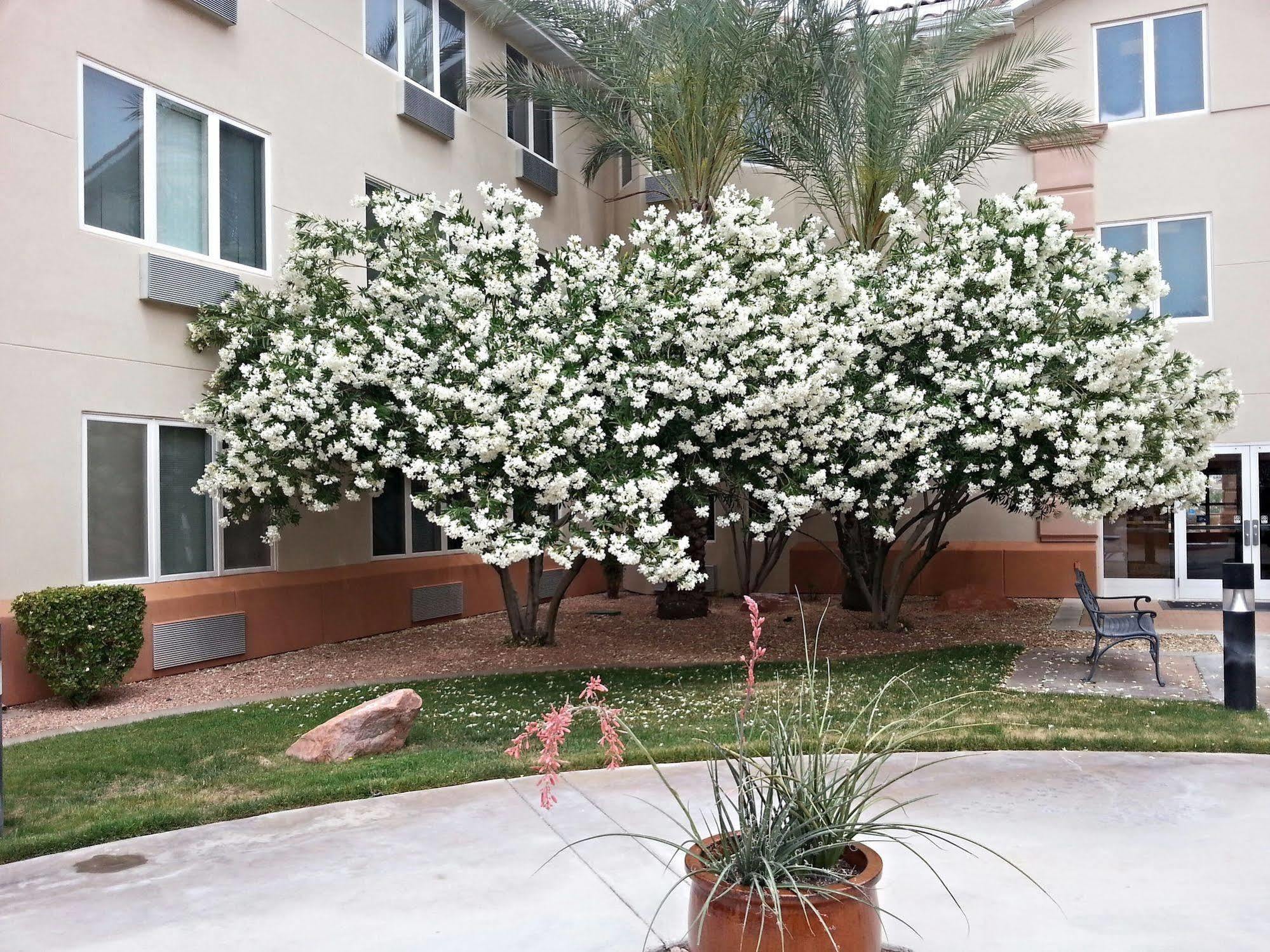 Mojave Edge Hotel Mesquite Buitenkant foto