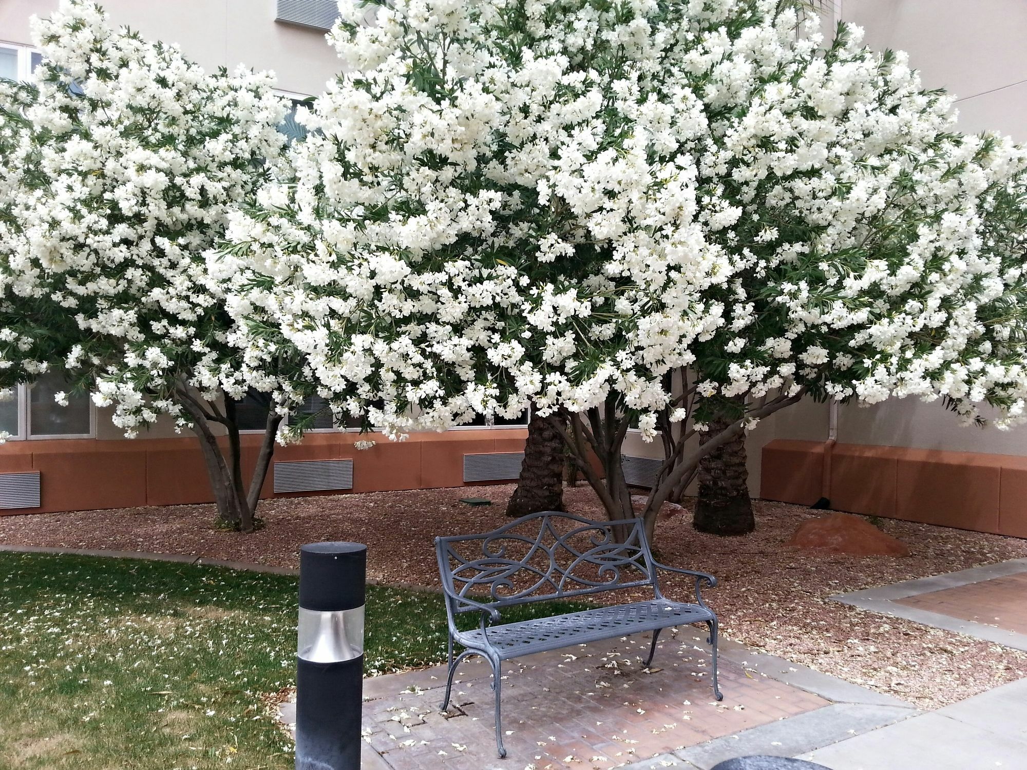 Mojave Edge Hotel Mesquite Buitenkant foto